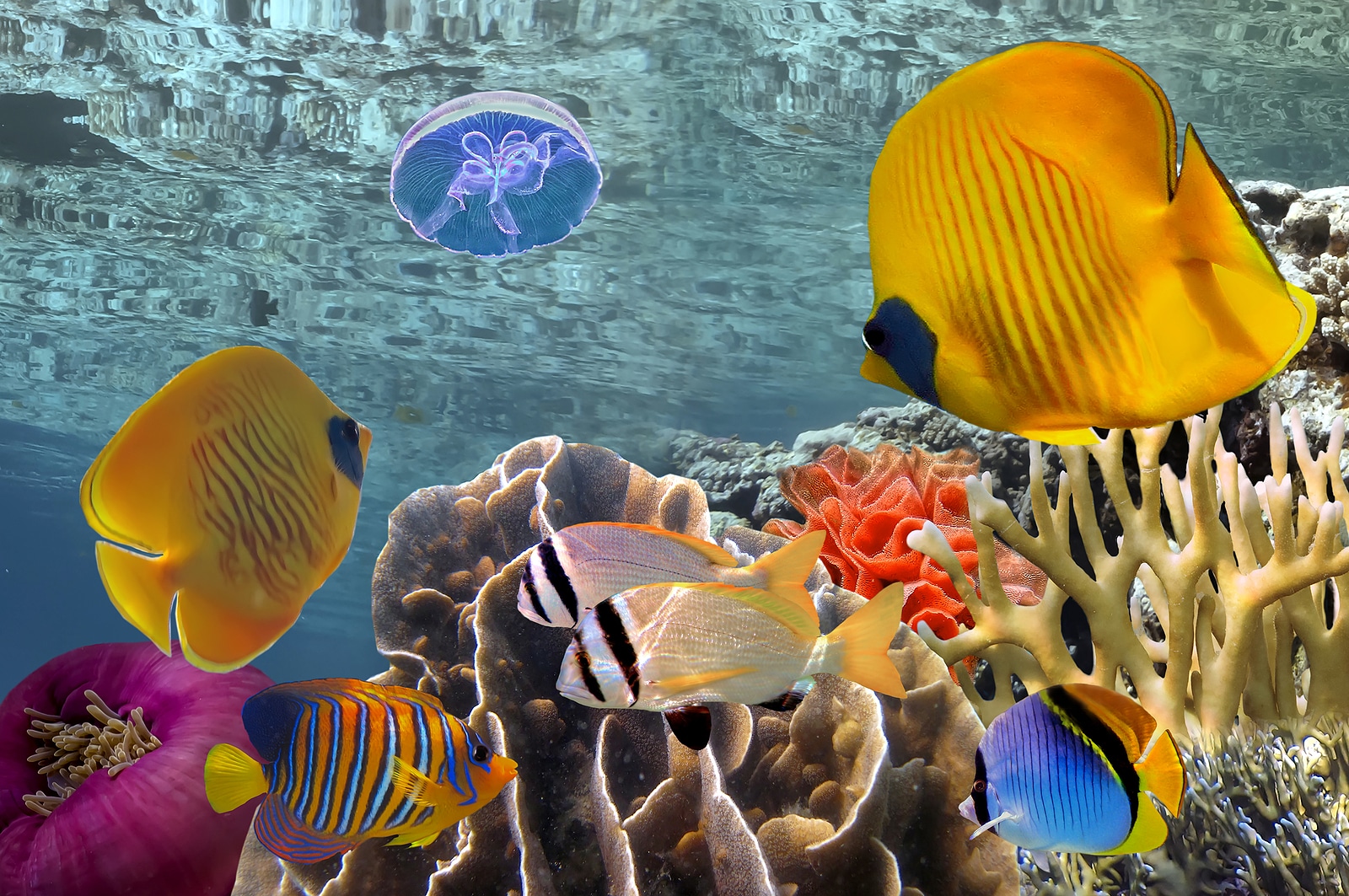 Wonderful and beautiful underwater world with corals and tropical fish