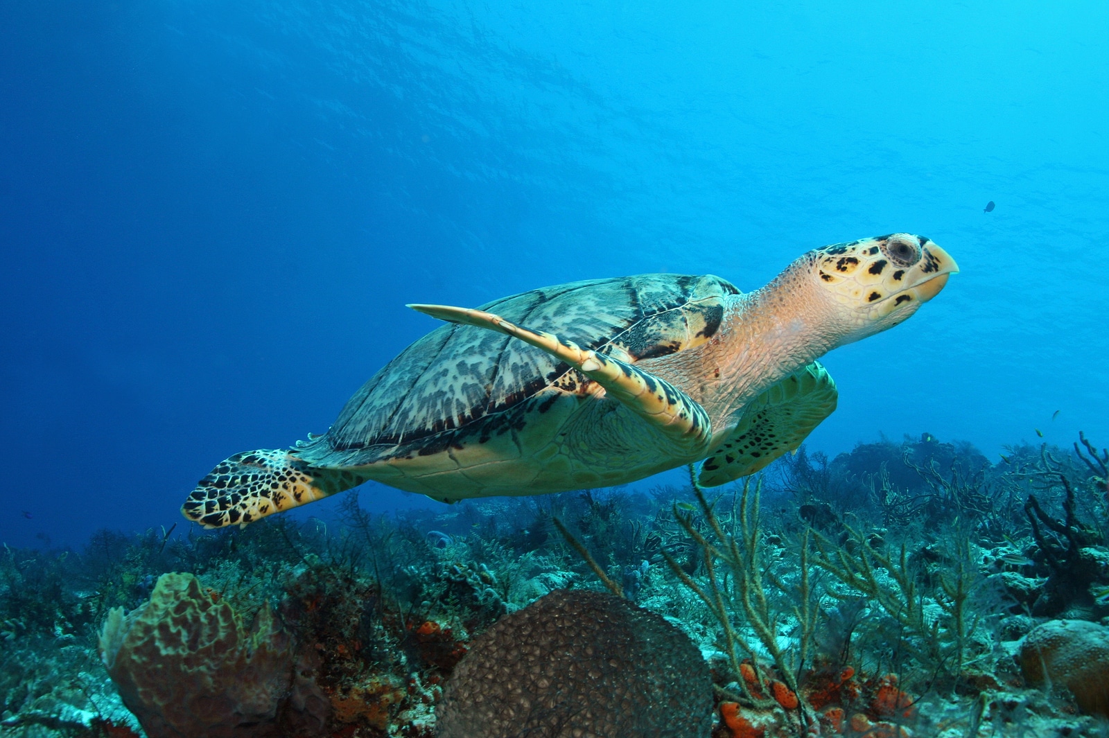 Hawksbill Turtle (Eretmochelys imbricata) swimming over a coral reef - Cozumel, Mexico